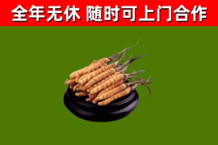 兰西县回收散虫草