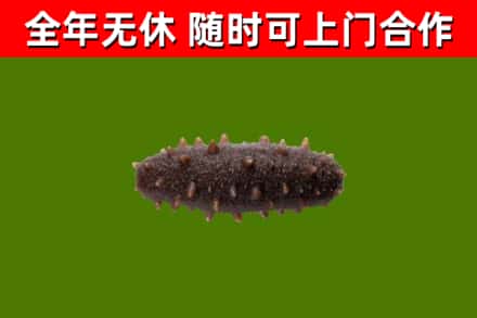 兰西县回收海参干